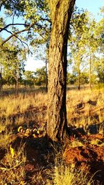 Trees on field in forest