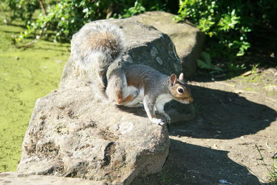 Squirrel on rock