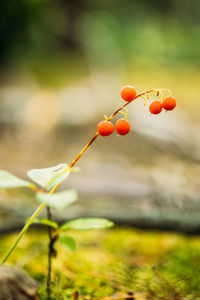 Close-up of red flowering plant