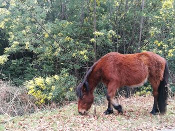 Horse grazing on grass