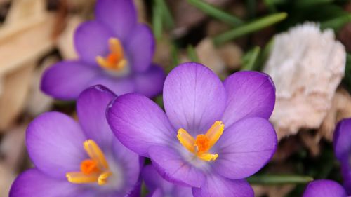 Close-up of purple crocus flowers