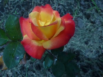 Close-up of yellow rose blooming outdoors