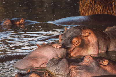 Group of hippopotamus with cub in the water
