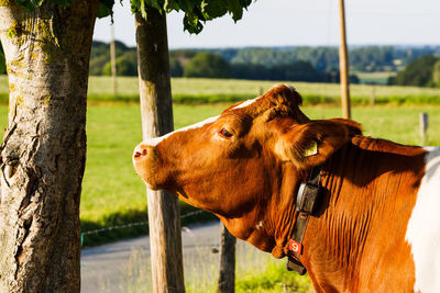 Cow standing in a field