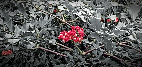 Close-up of red berries on plant