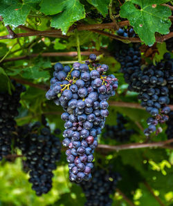 Close-up of grapes growing in vineyard