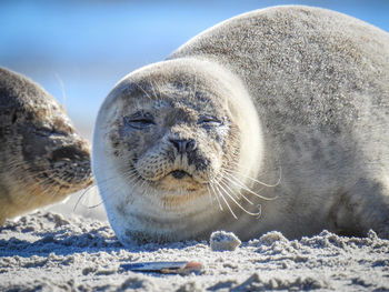 Close-up of seal