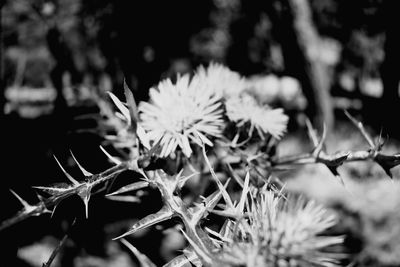 Close-up of flowers