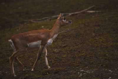 Deer standing on field