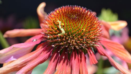 Close-up of coneflower blooming outdoors