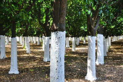 White painted tree trunks at orange orchard
