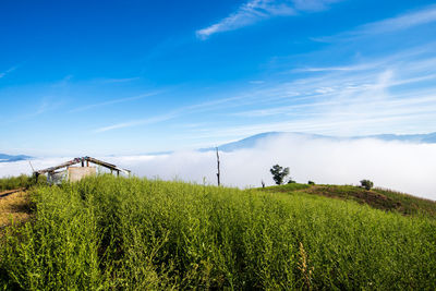 Scenic view of agricultural field against blue sky