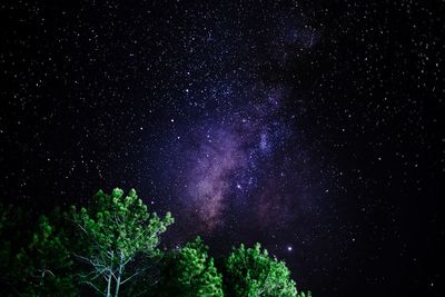 Low angle view of trees against sky at night