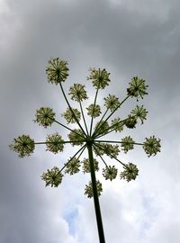 Low angle view of flower tree against sky