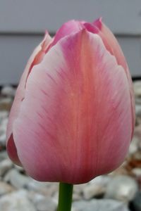 Close-up of pink flower