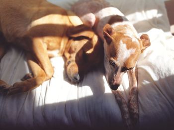 High angle view of dog lying on bed at home