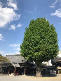 Tree by house against sky