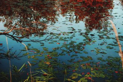 Reflection of trees in lake