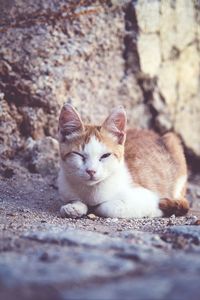 Portrait of cat