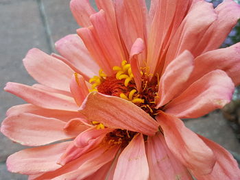 Close-up of pink flower blooming outdoors