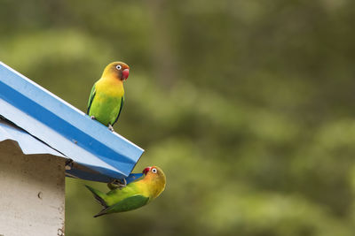 Close-up of parrot perching on a bird