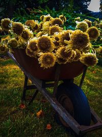 High angle view of yellow flowering plants on field