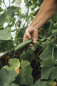 Mature man, gardener in greenhouse, hand holding cucumber