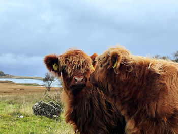 2 highland calves in field 