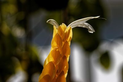 Close-up of yellow flowering plant