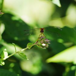 Close-up of insect on plant