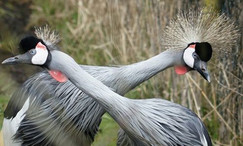 Grey crowned cranes in forest