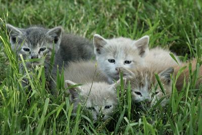 Portrait of kittens in a field