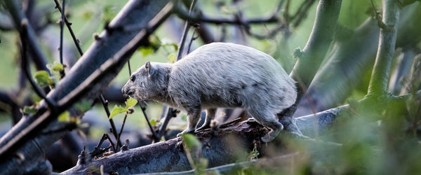 Close-up of sheep on tree