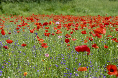 Close-up of red poppy flowers on field