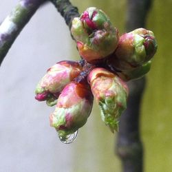 Close-up of plant against blurred background