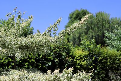 Close-up of fresh green plants and trees on field against clear sky