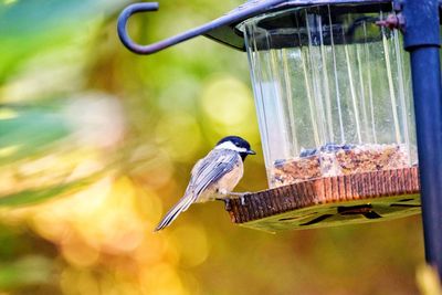 Close-up of bird perching on feeder