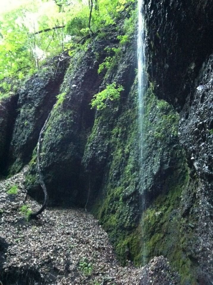 SCENIC VIEW OF WATERFALL AMIDST TREES IN FOREST