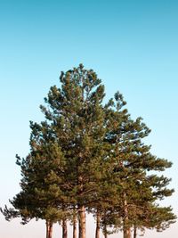 Low angle view of tree against clear blue sky