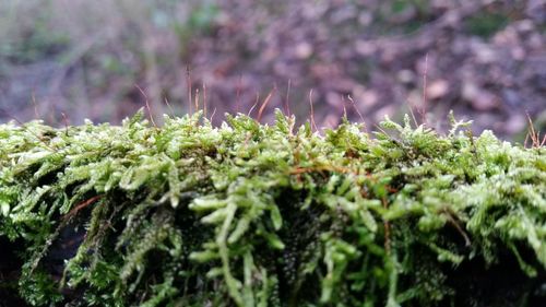 Close-up of plant growing outdoors