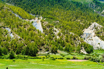 Scenic view of pine trees in forest