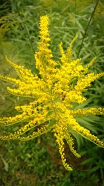 Close-up of yellow flowers