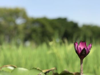 Close-up of pink water lily