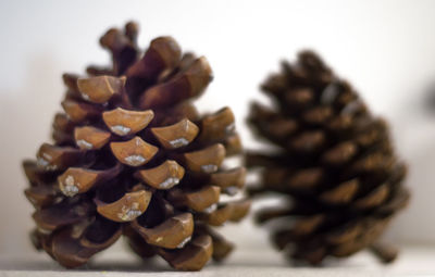 Close-up of pine cone on table