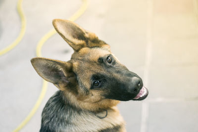 Close-up portrait of dog