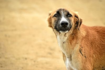 Portrait of dog standing on field