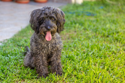 Portrait of dog on field