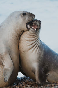 Close-up of seals at beach 
