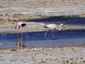 Birds in water at beach