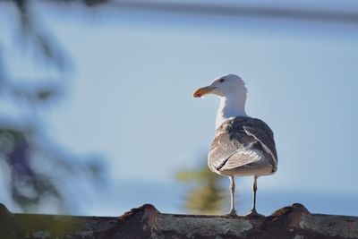 Close-up of seagull perching on wood